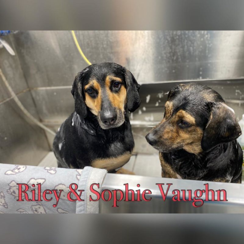 Pet of the Month July 2020